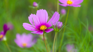 コスモス 今浜町コスモス畑
