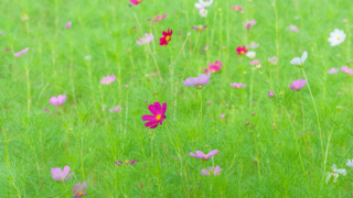 コスモス 今浜町コスモス畑