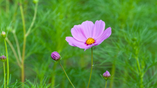 コスモス 今浜町コスモス畑