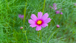 コスモス 今浜町コスモス畑