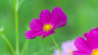 コスモス 今浜町コスモス畑