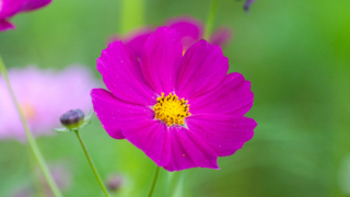 コスモス 今浜町コスモス畑