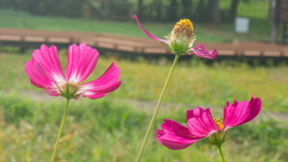 コスモス 衣川湖岸緑地