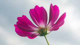 コスモス 衣川湖岸緑地
