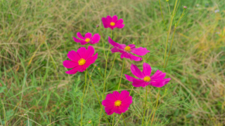 コスモス 衣川湖岸緑地