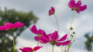 コスモス 衣川湖岸緑地