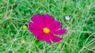 コスモス 衣川湖岸緑地