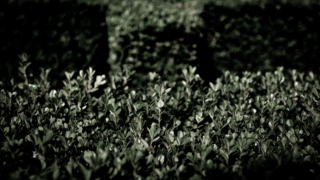 ノットガーデン