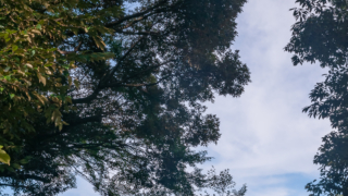 木々と夏の空