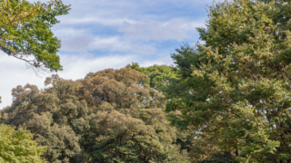 木々と青空