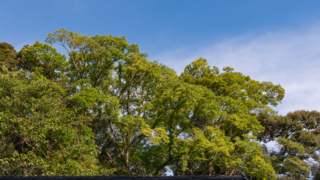木々と青空と瓦屋根