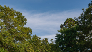 木々と青空