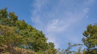 木々と青空