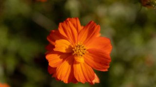 コスモス 京都府立植物園