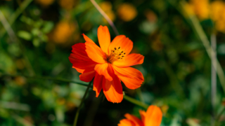 コスモス 京都府立植物園