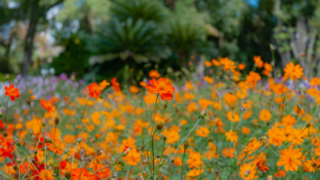 コスモス 京都府立植物園