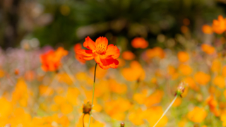 コスモス 京都府立植物園