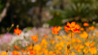 コスモス 京都府立植物園