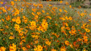 コスモス 京都府立植物園