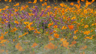 コスモス 京都府立植物園