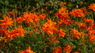 コスモス 京都府立植物園