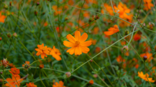 コスモス 京都府立植物園