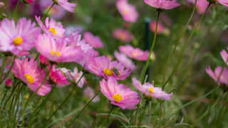 コスモスと蜂 京都府立植物園
