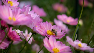 コスモスと蜂 京都府立植物園
