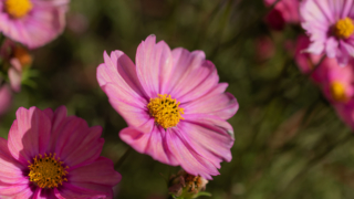 コスモス 京都府立植物園