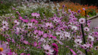 コスモス 京都府立植物園