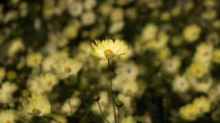 コスモス 京都府立植物園