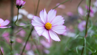 コスモス 京都府立植物園