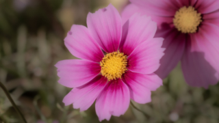 コスモス 京都府立植物園