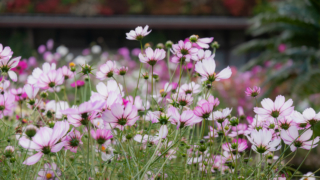 コスモス 京都府立植物園