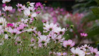 コスモス 京都府立植物園