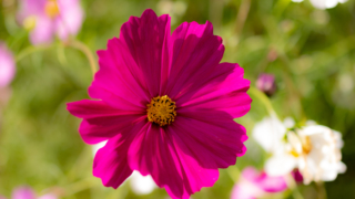 コスモス 京都府立植物園