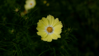 コスモス 京都府立植物園