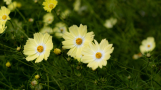 コスモス 京都府立植物園