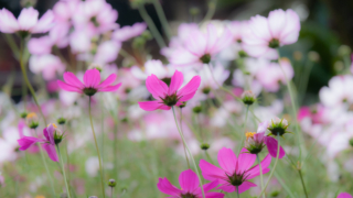コスモス 京都府立植物園