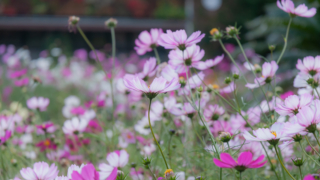 コスモス 京都府立植物園