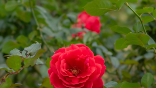 赤いバラ 京都府立植物園