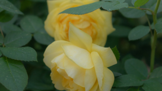 黄色いバラ 京都府立植物園