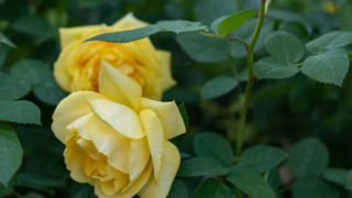黄色いバラ 京都府立植物園