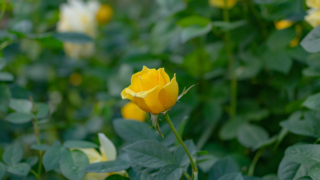 黄色いバラ 京都府立植物園