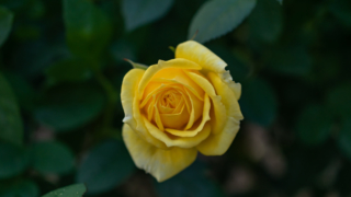 黄色いバラ 京都府立植物園