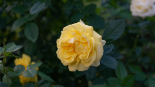 黄色いバラ 京都府立植物園