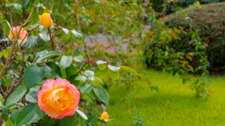 ピンクのバラ 京都府立植物園