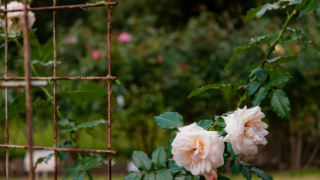 ピンクのバラ 京都府立植物園