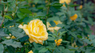黄色いバラ 京都府立植物園