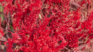 鶏頭 京都府立植物園